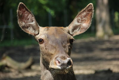 Close-up portrait of giraffe