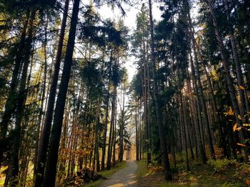 Trees growing in forest