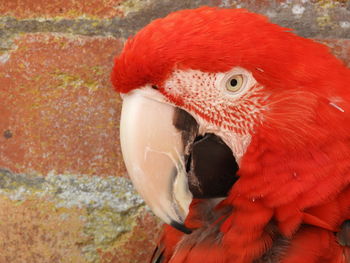 Close-up of a parrot