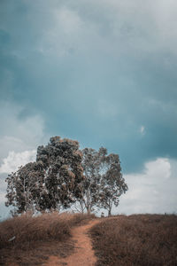 Trees on field against sky