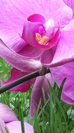 Close-up of pink flowers