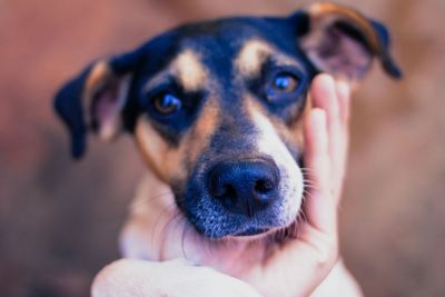 Close-up of hand touching dog