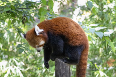 View of a cat on tree