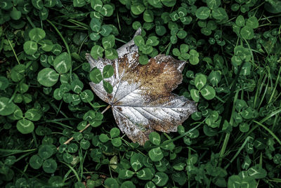 High angle view of dry leaves on ground