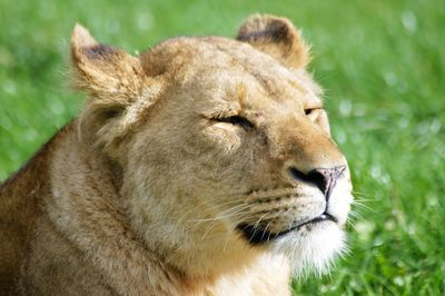 Close-up portrait of lion