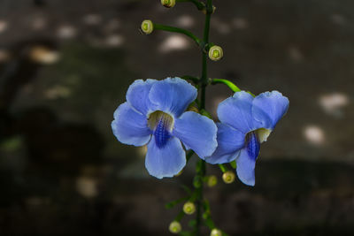 Close-up of purple flowering plant