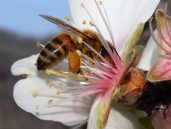 Close-up of bee pollinating flower