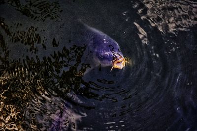 High angle view of fish swimming in water