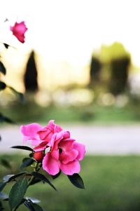 Close-up of pink rose