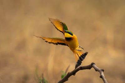 Close-up of bird perching on branch