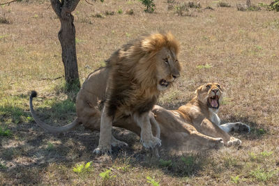 Male lion leaping off lioness after mating