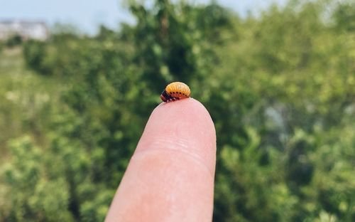 Close-up of a hand holding insect against blurred background