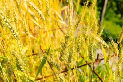 plant