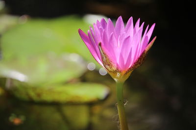 Close-up of pink flower