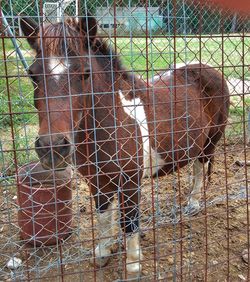 View of an animal seen through fence