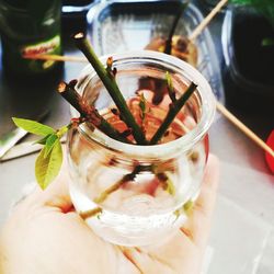 Close-up of tea in cup