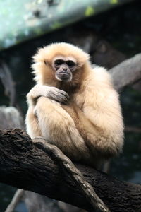 Monkey on tree branch in zoo