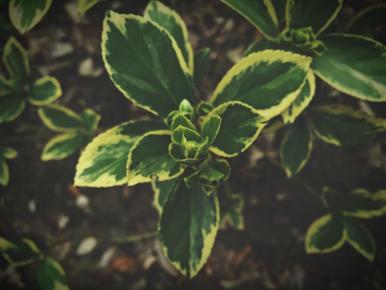 leaf, growth, green color, plant, close-up, nature, focus on foreground, freshness, beauty in nature, leaf vein, leaves, growing, outdoors, green, no people, day, tranquility, selective focus, sunlight, botany