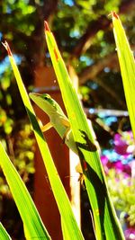 Close-up of green leaves
