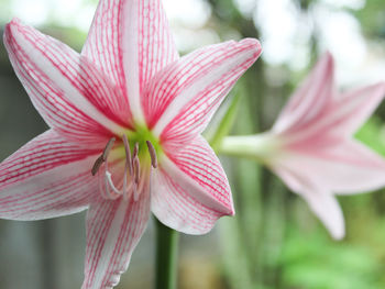 Close-up of pink lily