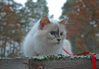 Close-up of a cat looking away
