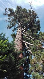 Low angle view of tree in forest against sky