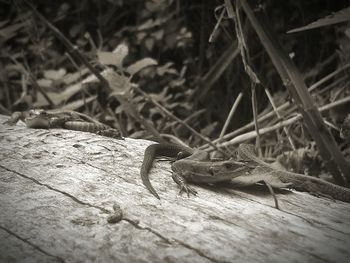 Close-up of insect on wood