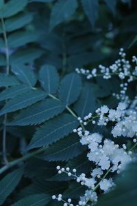 Close-up of white flowering plant