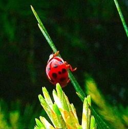 Close-up of ladybug on leaf