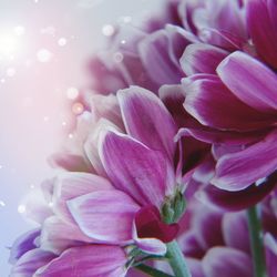 Close-up of pink flower