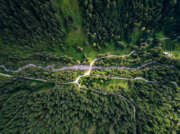 Road amidst trees in forest