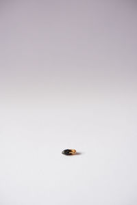 High angle view of insect on white background