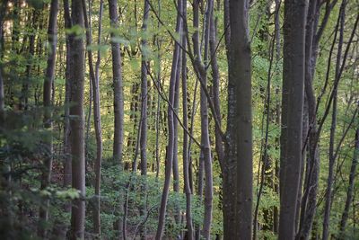 View of bamboo trees in forest