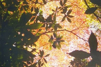 Low angle view of tree during autumn