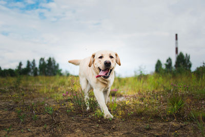 Portrait of dog sticking out tongue on field