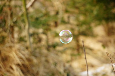 Close-up of bubbles against trees