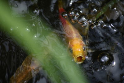 Close-up of jellyfish swimming in water