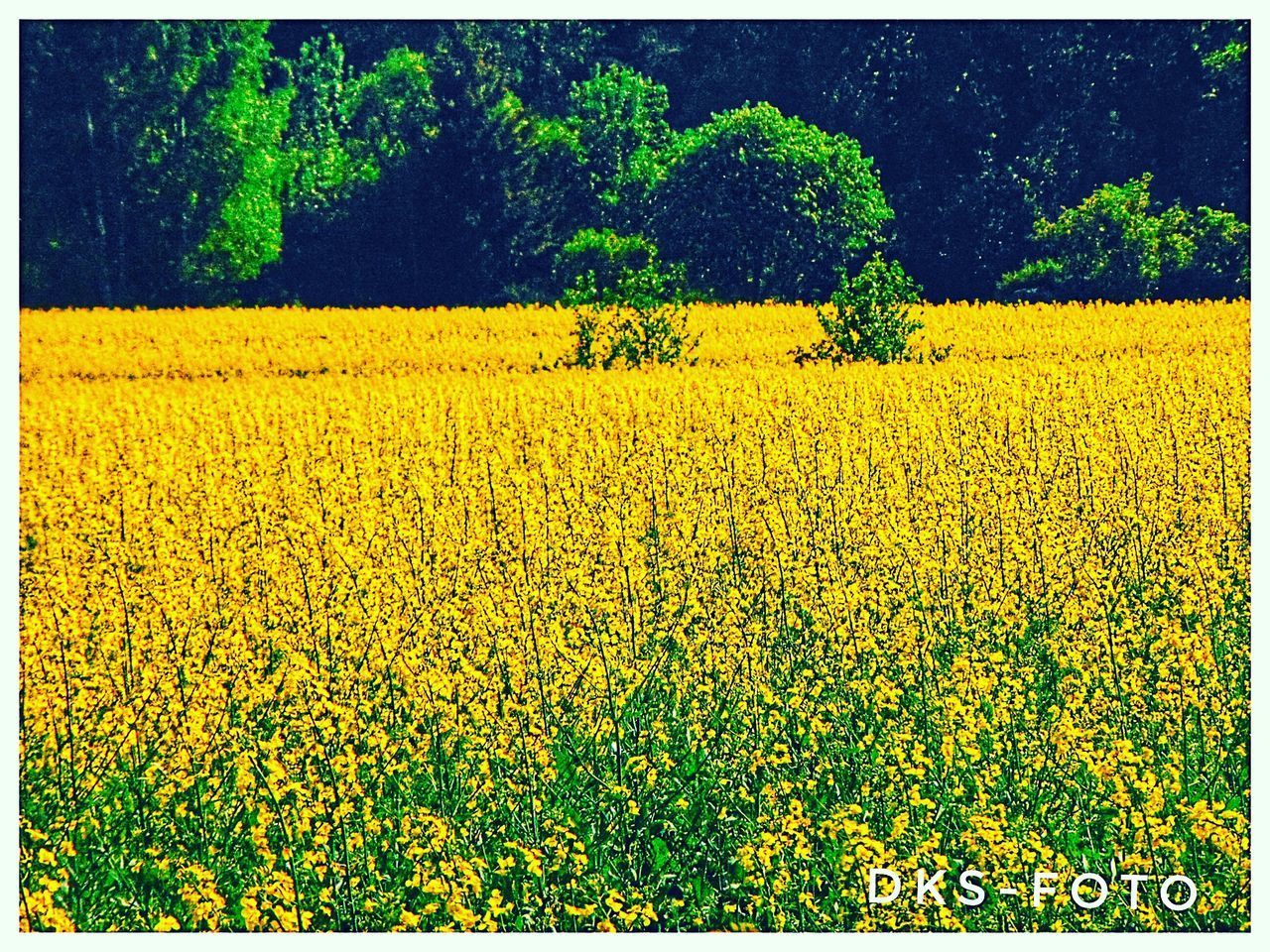 YELLOW FLOWERS ON FIELD