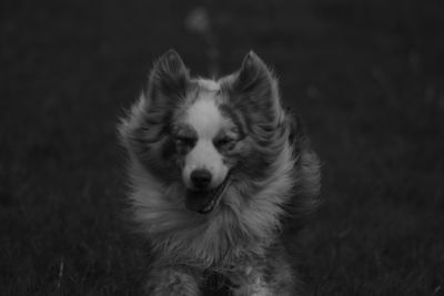 Dog running on field