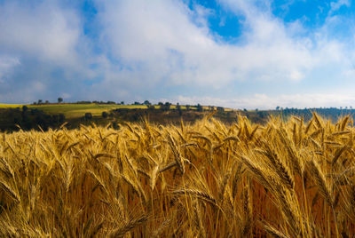 View of stalks in field against cloudy sky