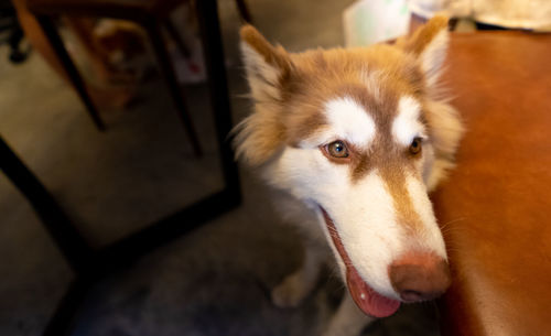 High angle view of dog at home