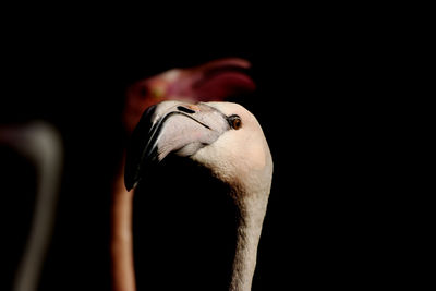 Close-up of bird against black background