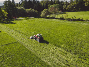 High angle view of dog on grassy field