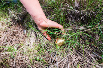 High angle view of person hand holding corn on field
