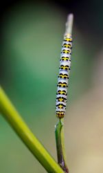 Close-up of caterpillar on plant