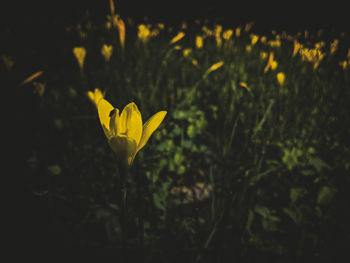 Close-up of yellow flowering plant on field