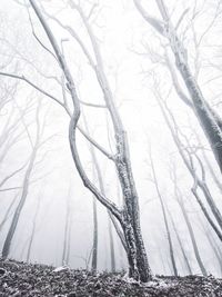 Bare trees in forest during winter