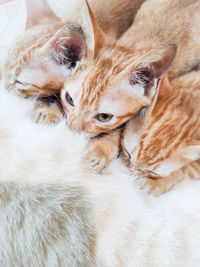 Close-up of two cats