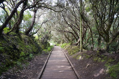 Footpath amidst trees in forest