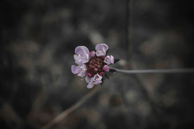 Close-up of pink cherry blossom